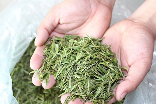 安吉白茶的功效与作用