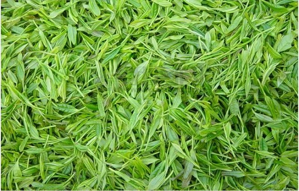 哪些人不能喝绿茶？喝绿茶的禁忌
