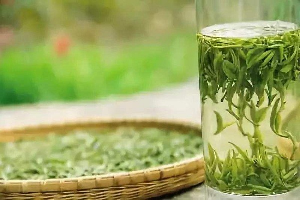 黄山毛峰属于什么茶