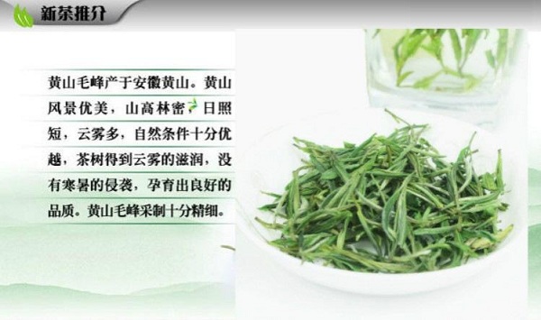 黄山毛峰冲泡方法