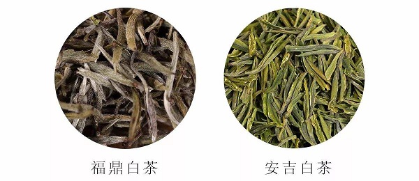 福鼎白茶与安吉白茶的区别
