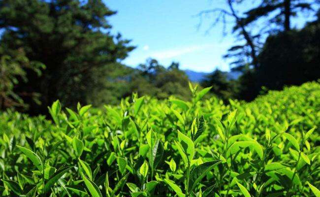 高山茶