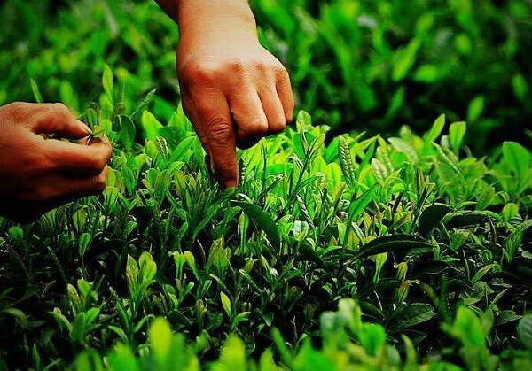 茶叶品质与耐泡程度有直接联系吗？