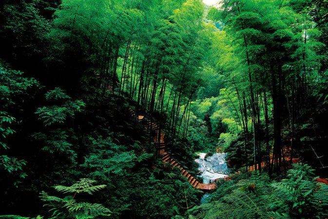 武夷岩茶