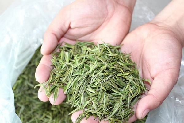 安吉白茶