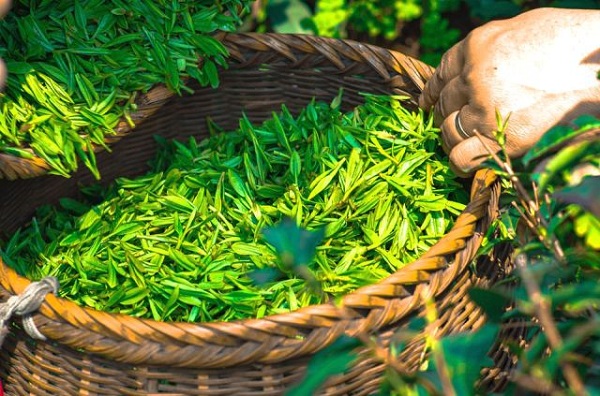 野茶