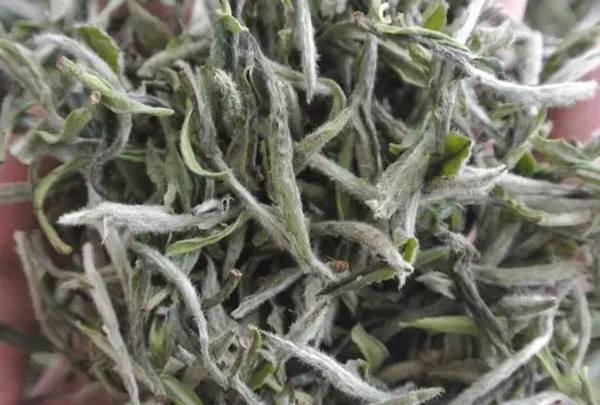 福鼎白茶