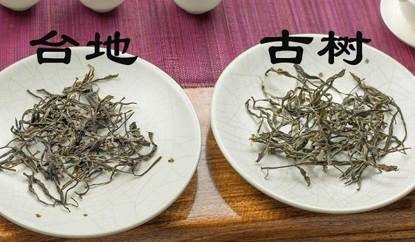 如何分辨台地茶和乔木茶？