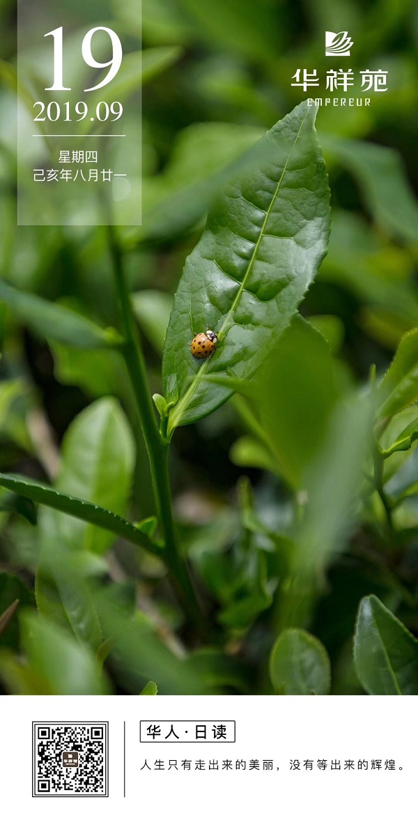 华祥苑茗茶2019.9.19日历