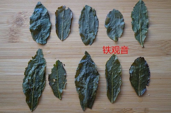 铁观音的叶底