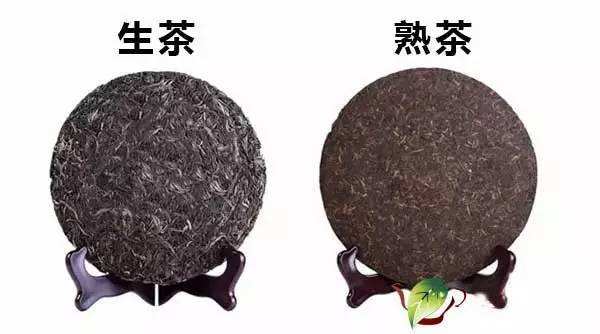 普洱生茶和熟茶的区别