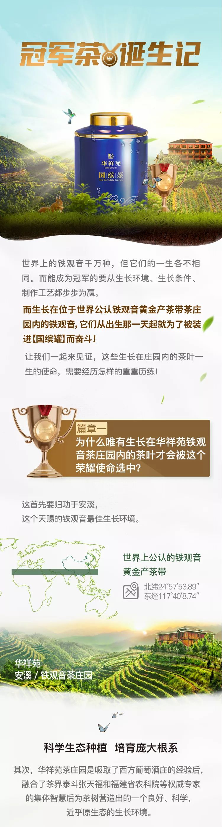 铁观音茶庄园秋茶冠军诞生记