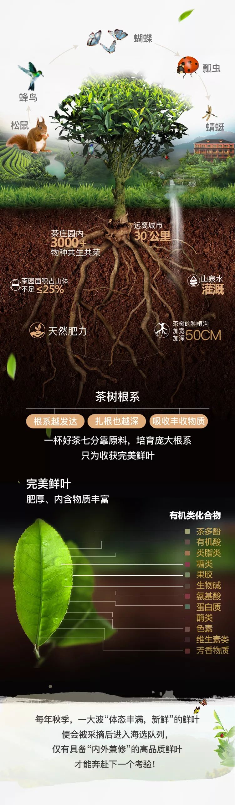 铁观音茶庄园秋茶冠军诞生记
