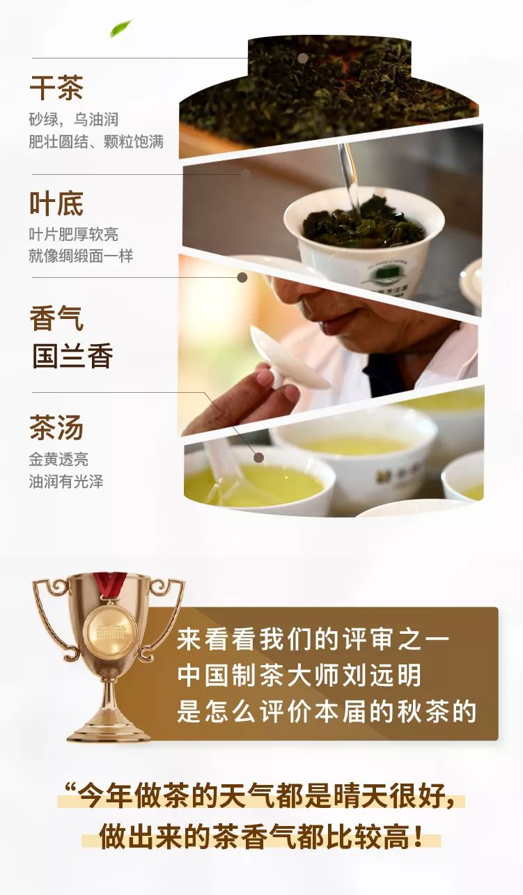 铁观音茶庄园秋茶冠军诞生记