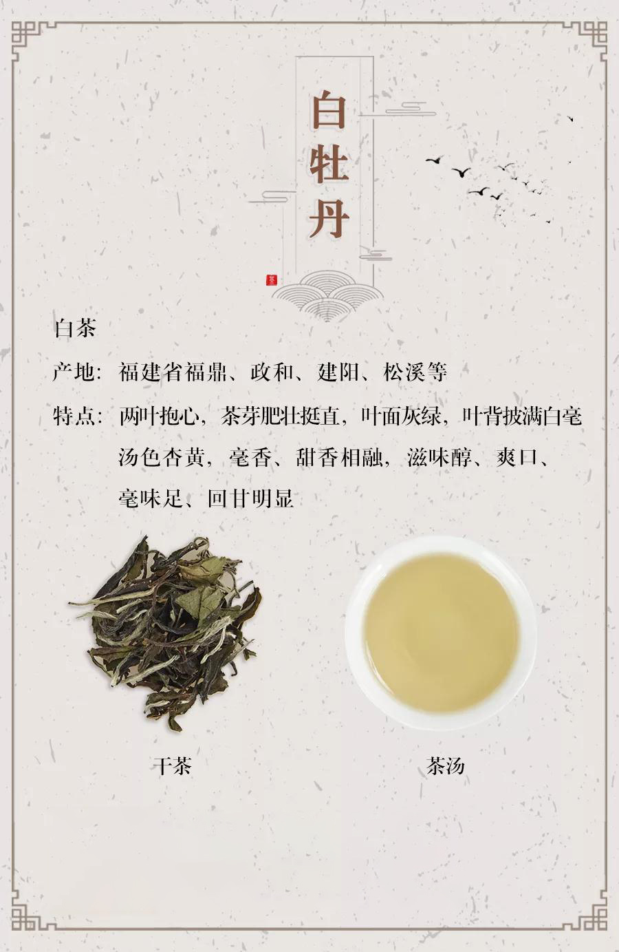 一张图带你喝懂白牡丹