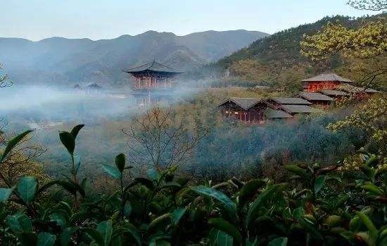 贡茶
