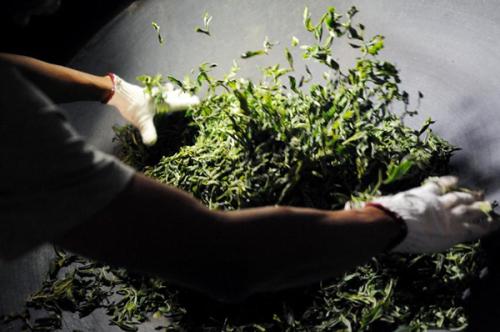 普洱春茶