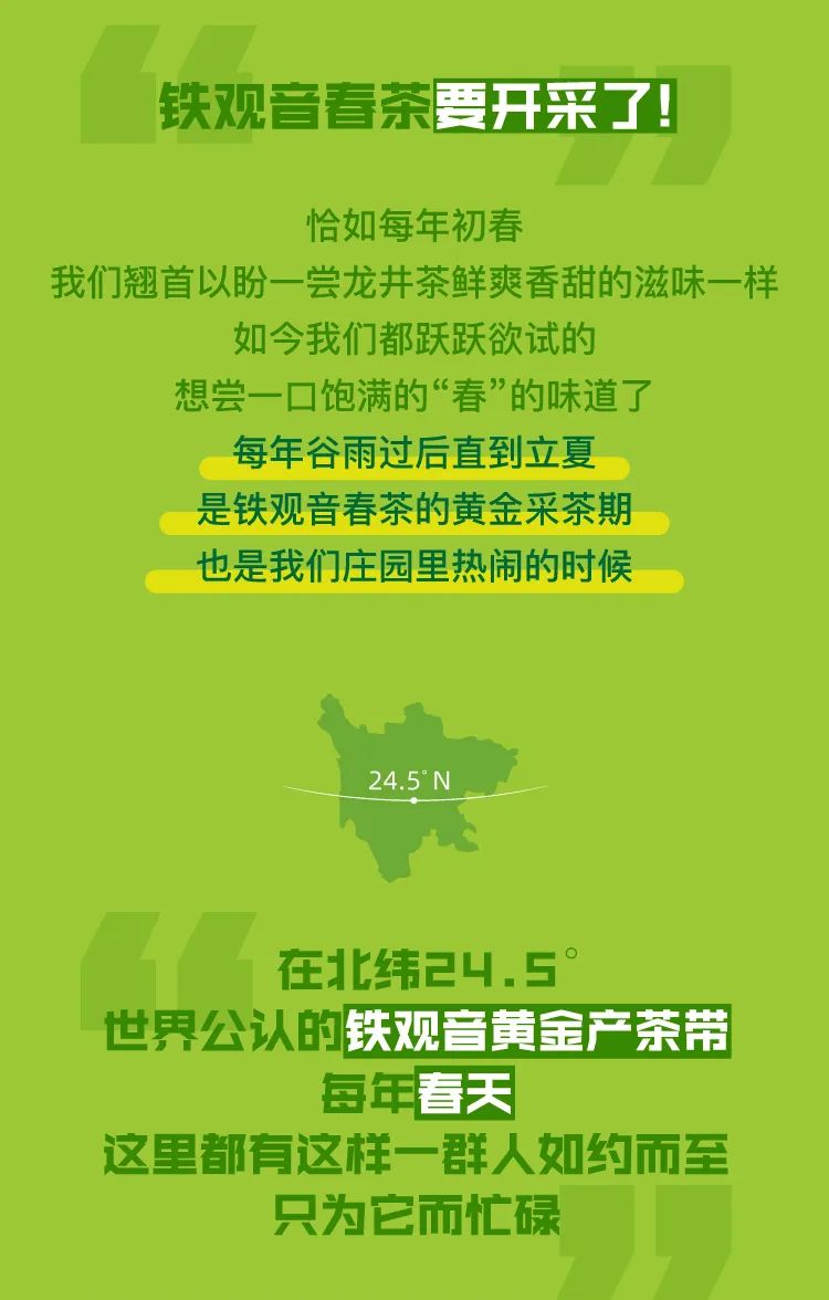 华祥苑铁观音春茶要开采啦！我们先开场，等你来捧场！