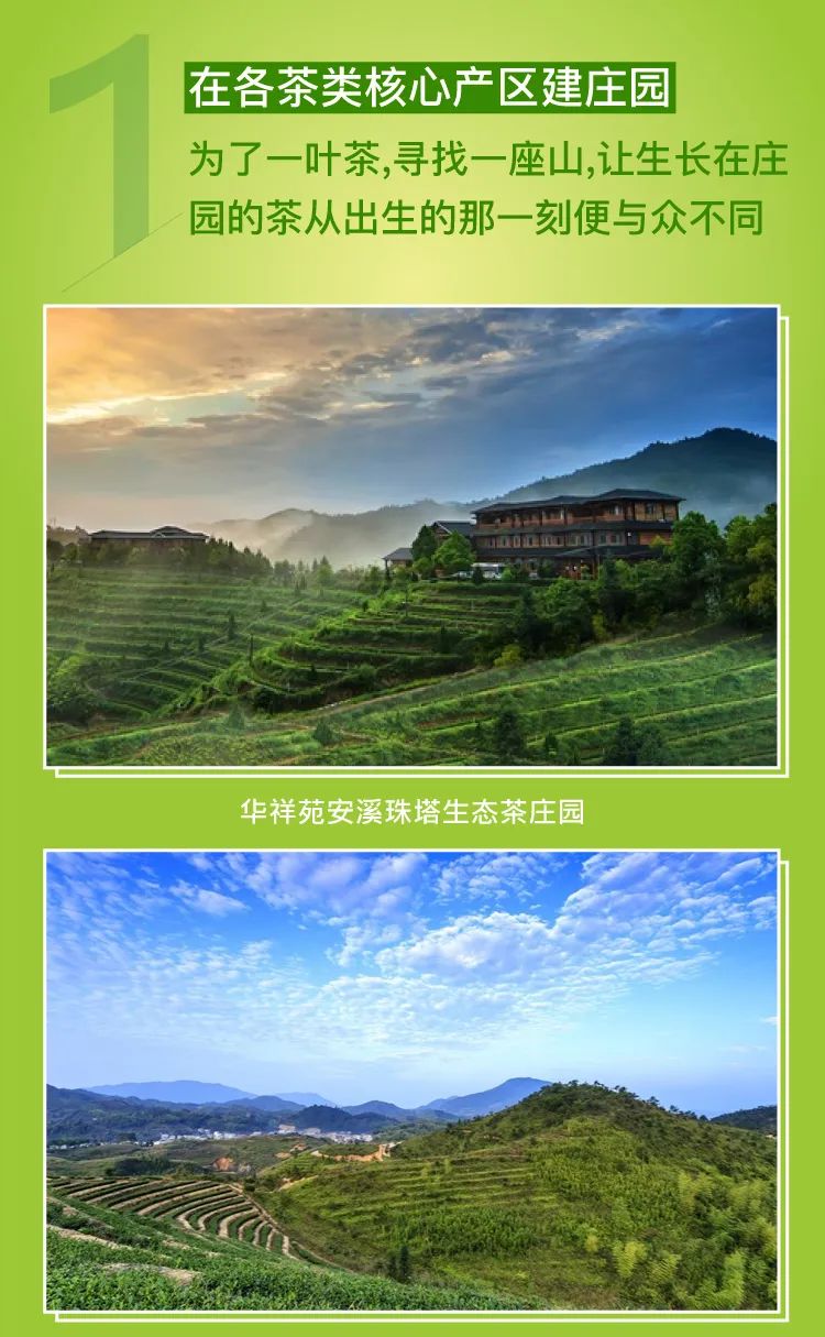 华祥苑铁观音春茶要开采啦！我们先开场，等你来捧场！