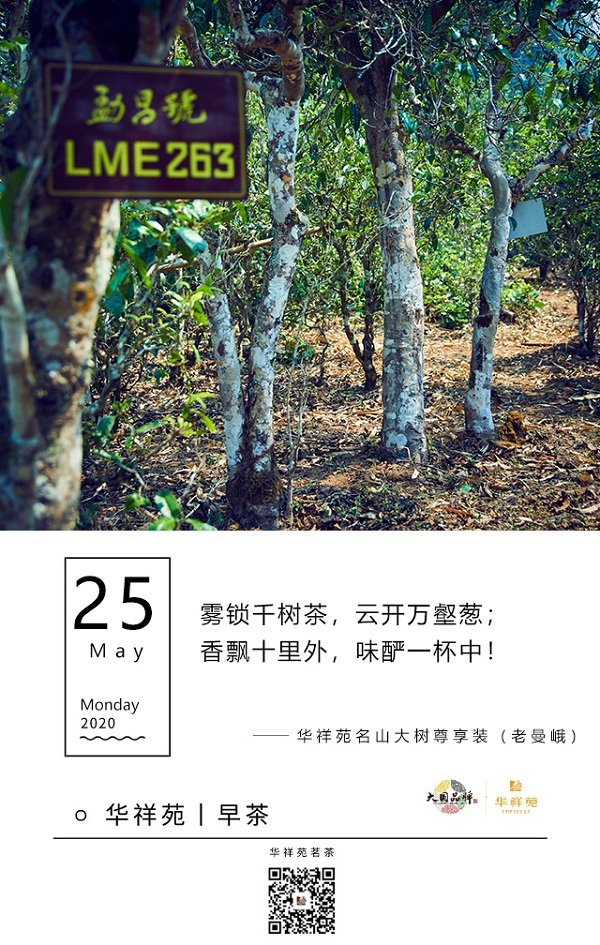 华祥苑茗茶2020年5月25日早茶：华祥苑·华祥苑名山大树专享版（老曼峨）