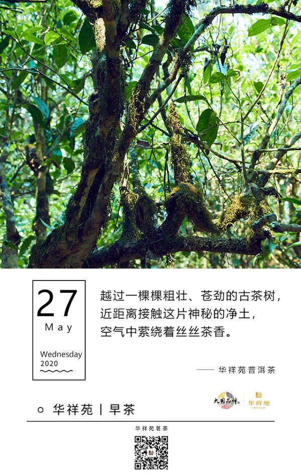 华祥苑茗茶2020年5月27日早茶：华祥苑普洱茶