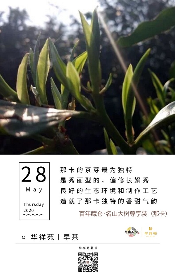 华祥苑茗茶2020年5月28日早茶：华祥苑·名山大树专享版（那卡）