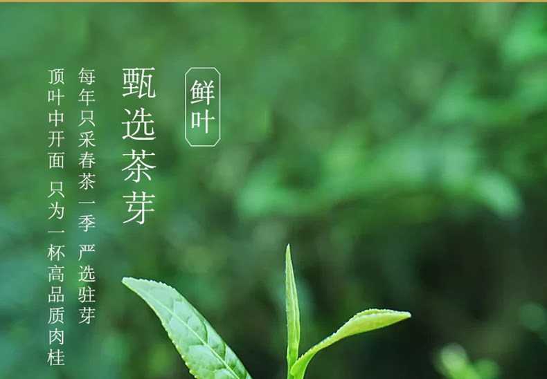 信阳毛尖