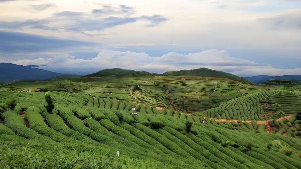 茶庄园.jpg